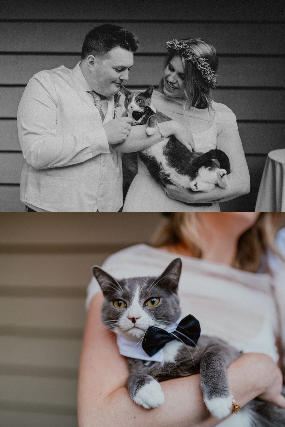 Bride and Groom pose with their cat in a bowtie after backyard wedding ceremony | Seattle Wedding Photographer, Seattle Elopement Photographer | chelseaabril.com