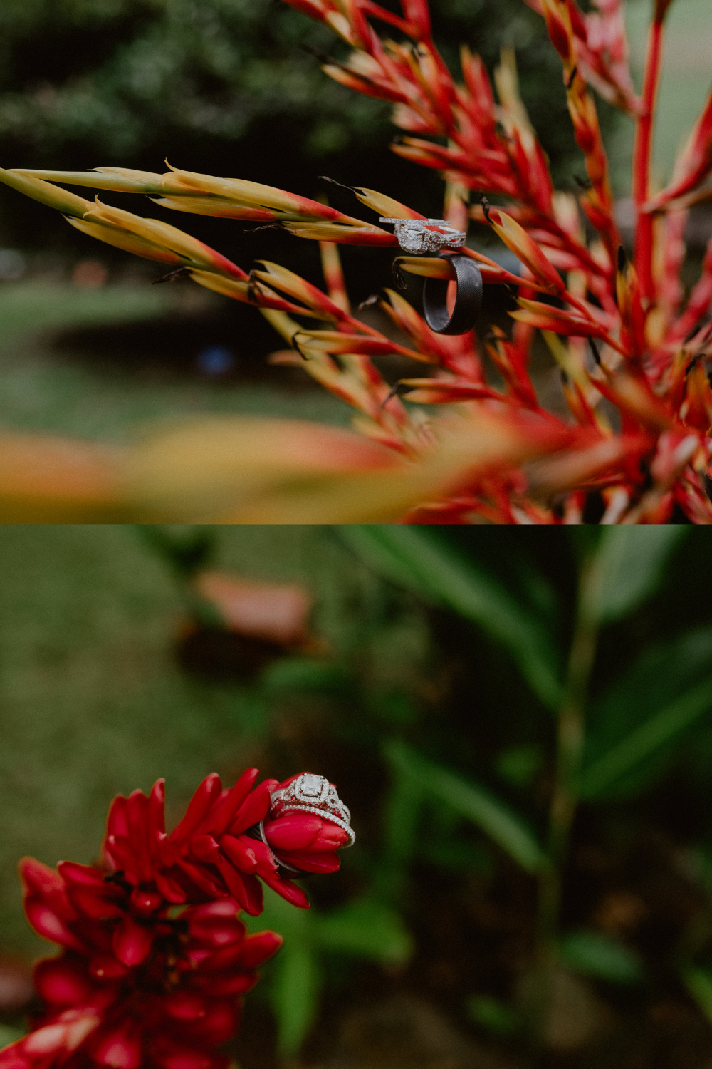 Hawaii wedding detail photography of wedding rings for both the bride and the groom hanging off red tropical flowers | Groom style tips, Groom wedding day inspiration, 